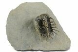 Well Prepared, Spiny Koneprusia Trilobite - Ofaten, Morocco #350489-3